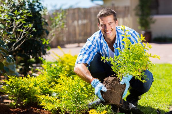Bush Planting Service in Santa Maria