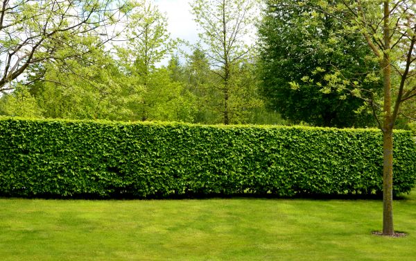 Hedge Planting in Santa Maria