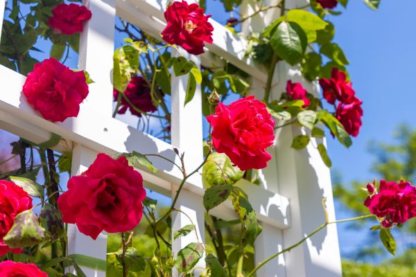 Home Gardening Service in Santa Maria