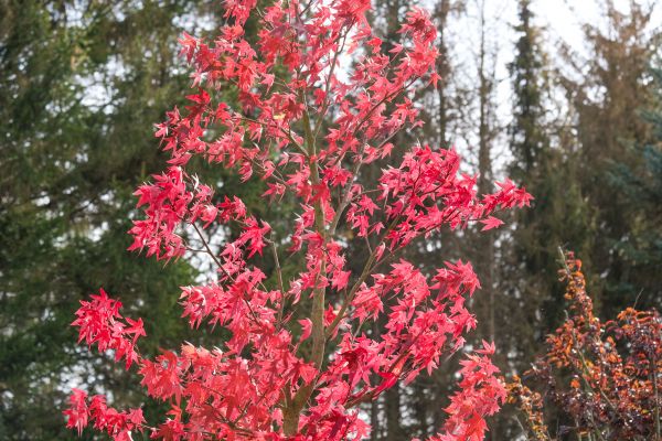 Japanese Maple Planting in Santa Maria