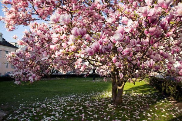 Magnolia Tree Planting in Santa Maria
