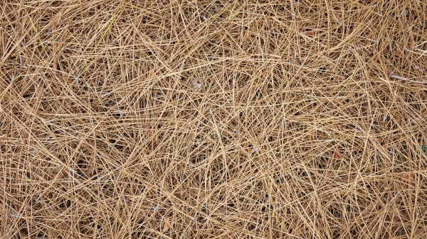 Pine Needles Delivery in Santa Maria