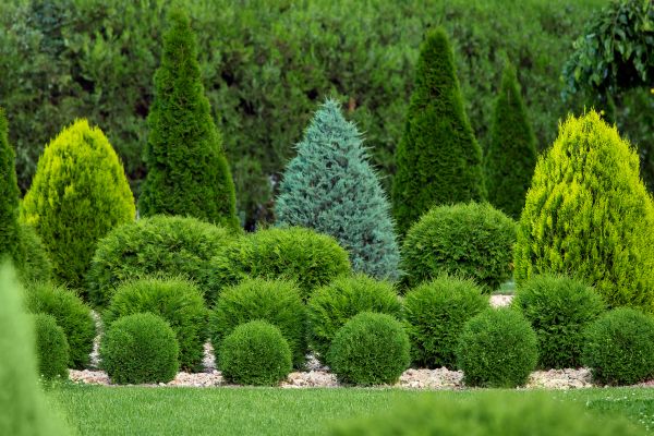 Shrub Replacement in Santa Maria