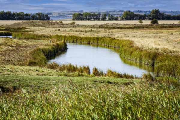 Swale Landscaping in Santa Maria