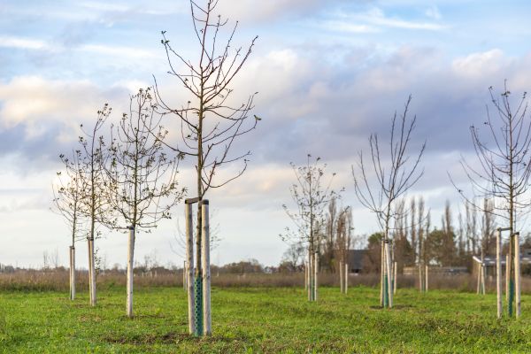 Tree Installation Service in Santa Maria