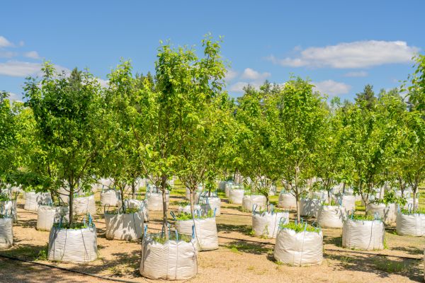 Tree Planting Service in Santa Maria