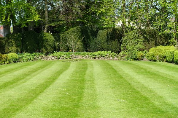 Lawn Renovation in Santa Maria