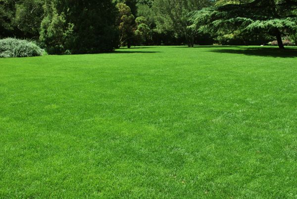Lawn Landscaping in Santa Maria