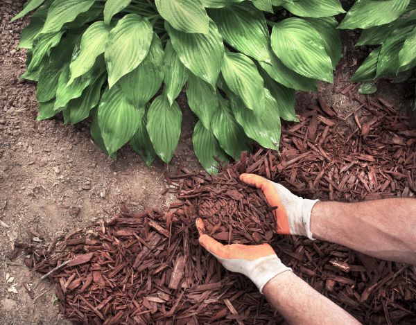 Shredded Mulch Service in Santa Maria
