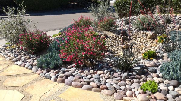 Xeriscape Landscaping in Santa Maria