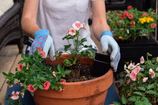 Plant Care Service in Santa Maria