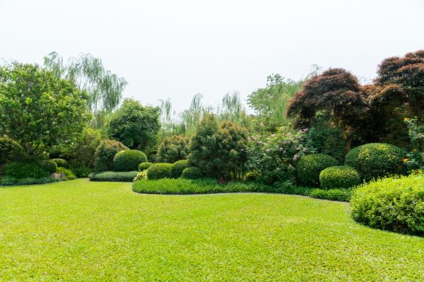 Tree Landscaping in Santa Maria