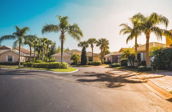 Palm Tree Landscaping in Santa Maria