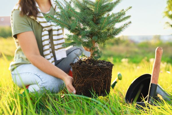 Spruce Tree Planting in Santa Maria
