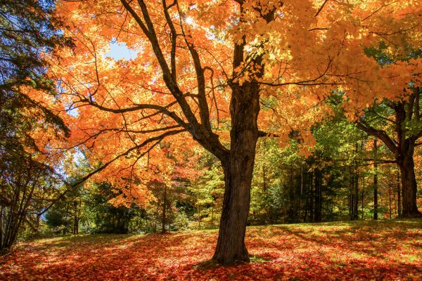 Maple Tree Planting in Santa Maria