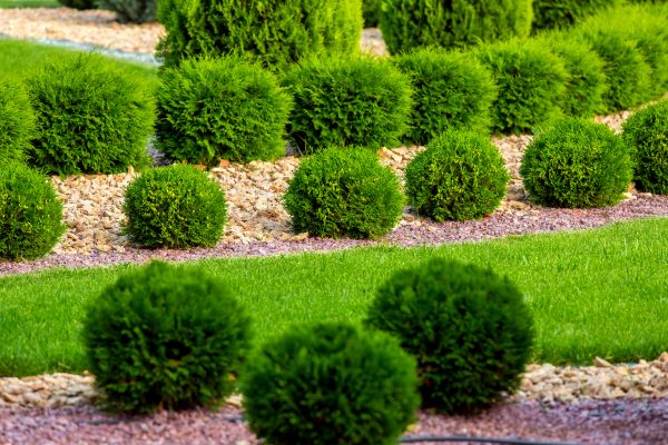 Bush Installation in Santa Maria