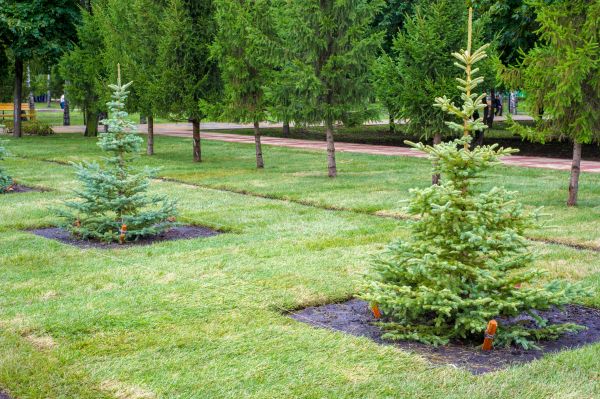 Privacy Trees Planting in Santa Maria