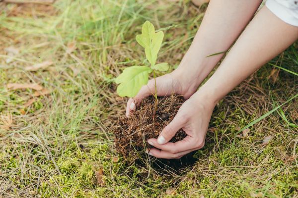 Oak Tree Planting in Santa Maria