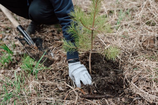 Pine Tree Planting in Santa Maria