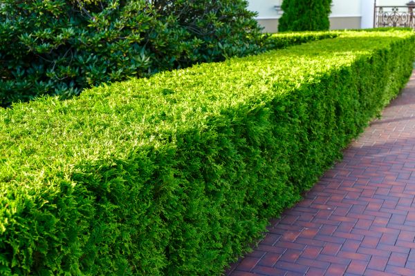 Hedge Installation in Santa Maria