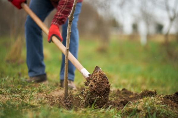 Trees Planting in Santa Maria