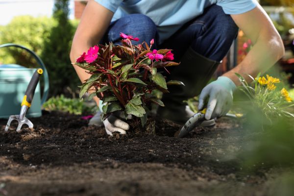 Plant Replacement in Santa Maria