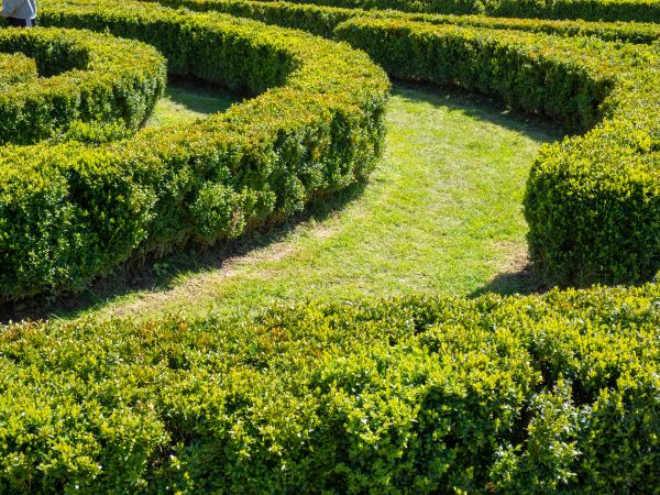 Bush Landscaping in Santa Maria