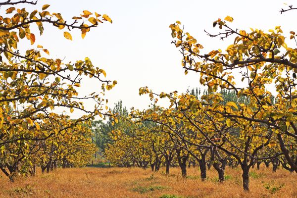 Pear Tree Planting in Santa Maria