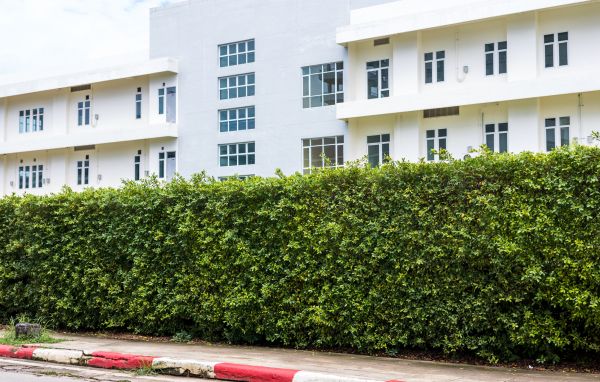 Privacy Landscaping in Santa Maria