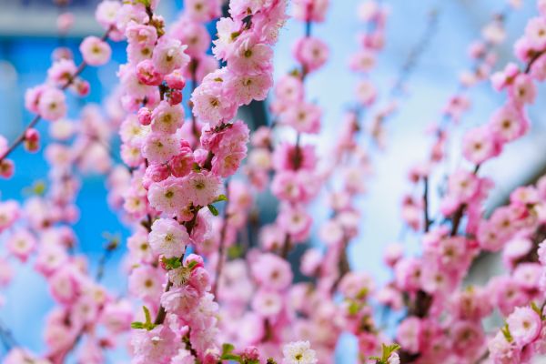 Japanese Cherry Tree Planting in Santa Maria