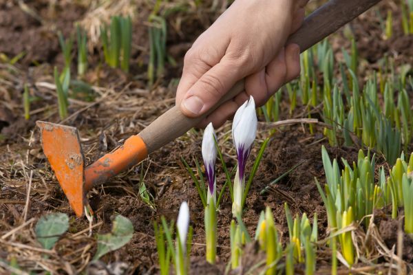 Flower Garden Weeding in Santa Maria