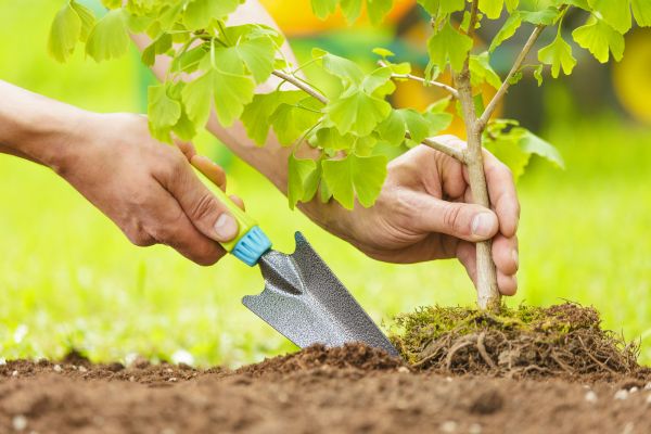 Fruit Tree Planting in Santa Maria