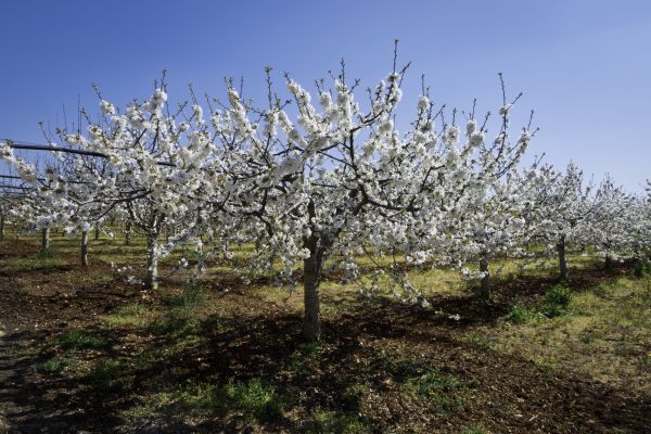 Orchard Planting in Santa Maria