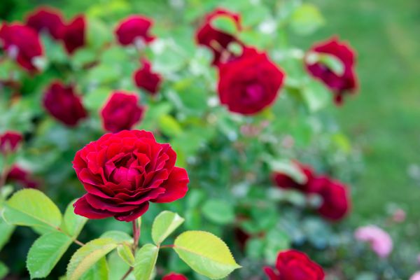 Rose Planting in Santa Maria