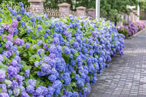Hydrangea Landscaping in Santa Maria
