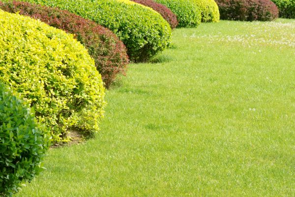 Shrubbery Planting in Santa Maria