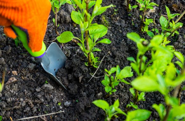 Hydrangea Planting in Santa Maria