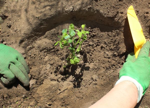 Rose Bush Planting in Santa Maria