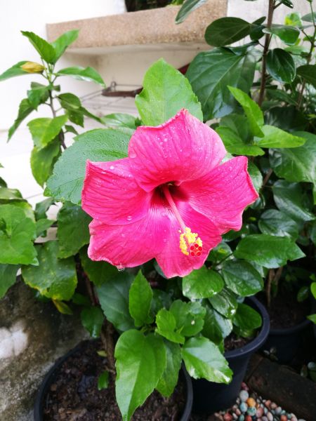 Hibiscus Planting in Santa Maria