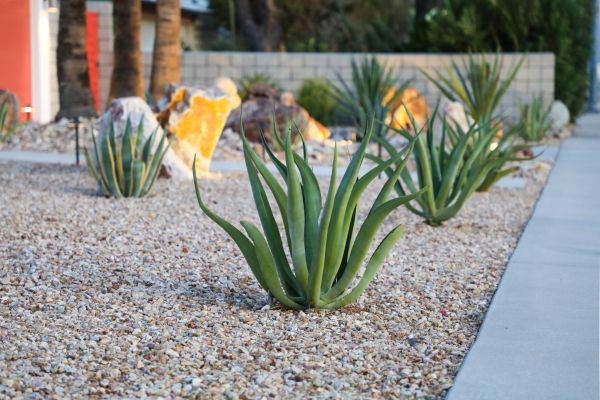 Drought Resistant Landscaping in Santa Maria