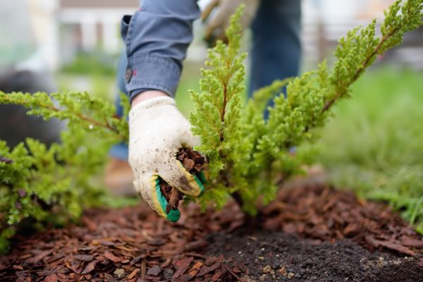 Church Mulching in Santa Maria