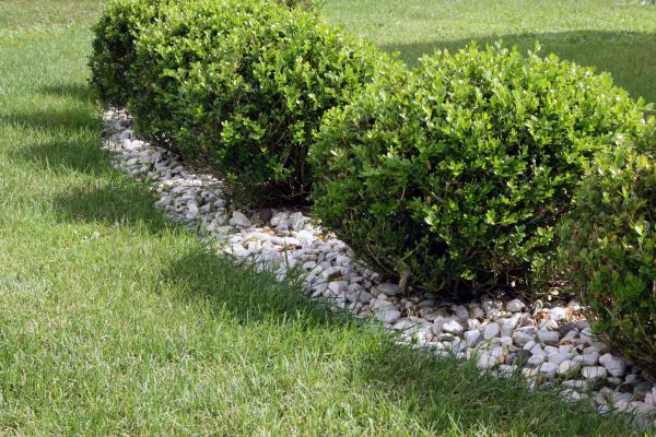 Boxwood Planting in Santa Maria