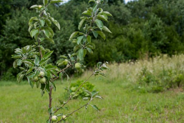 Apple Tree Planting in Santa Maria