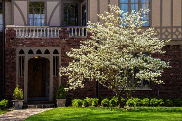 Dogwood Tree Planting in Santa Maria